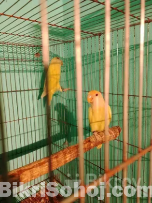 Lovebird